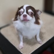 チワワの女の子♀️チョコパちゃん