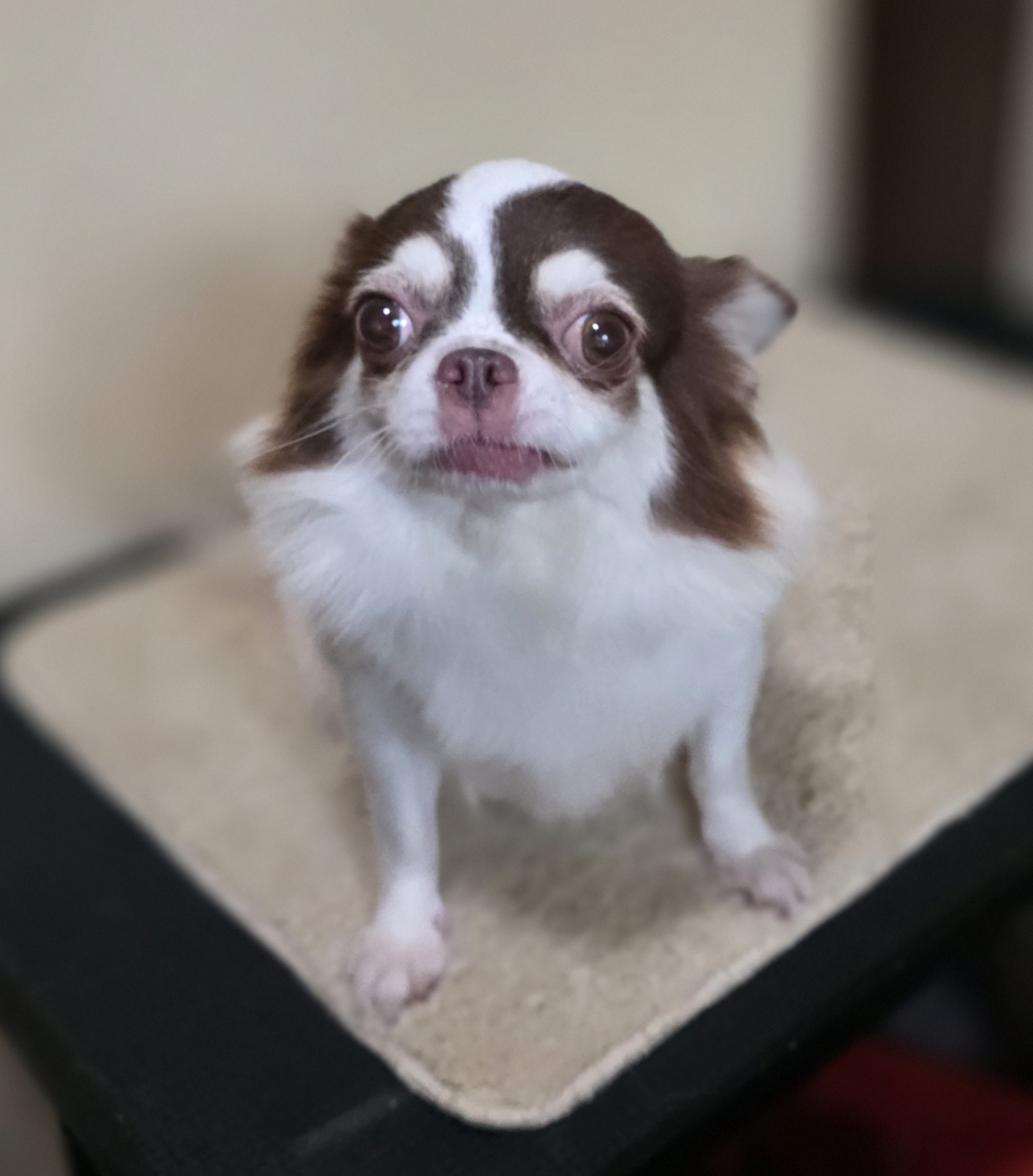 チワワの女の子♀️チョコパちゃん