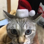 気まぐれ女子(１３歳)