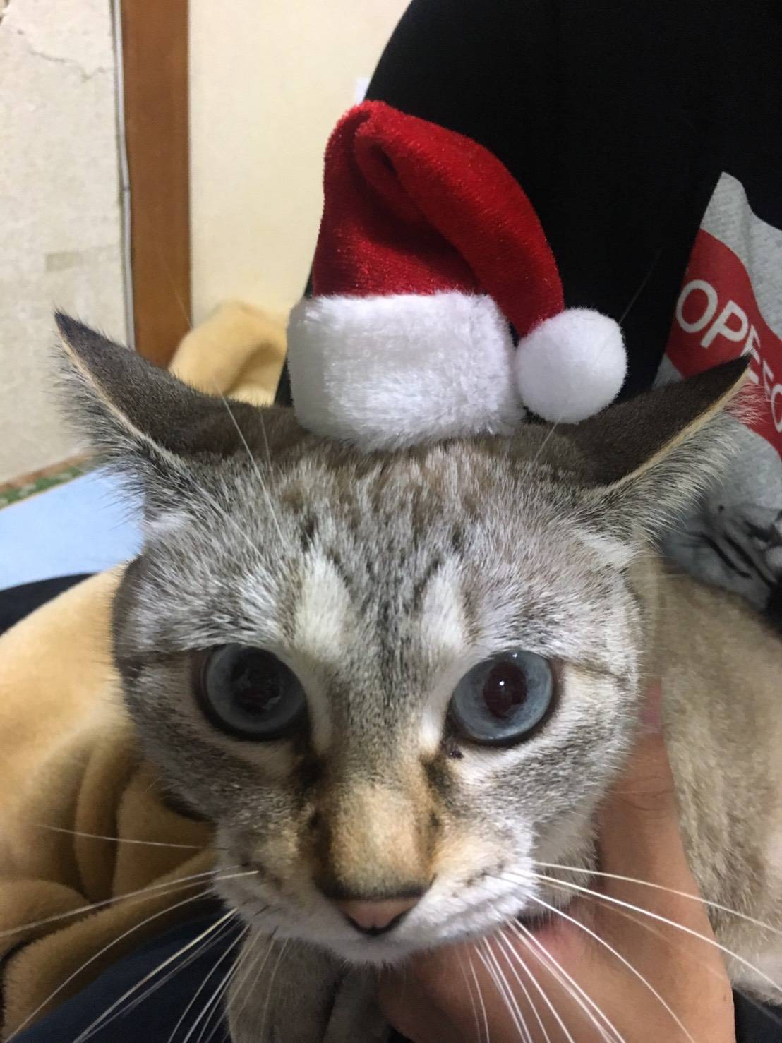 気まぐれ女子(１３歳)