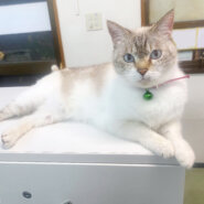 【11/30まで】急募！かわいい縞三毛ちゃんのおうちを探してます