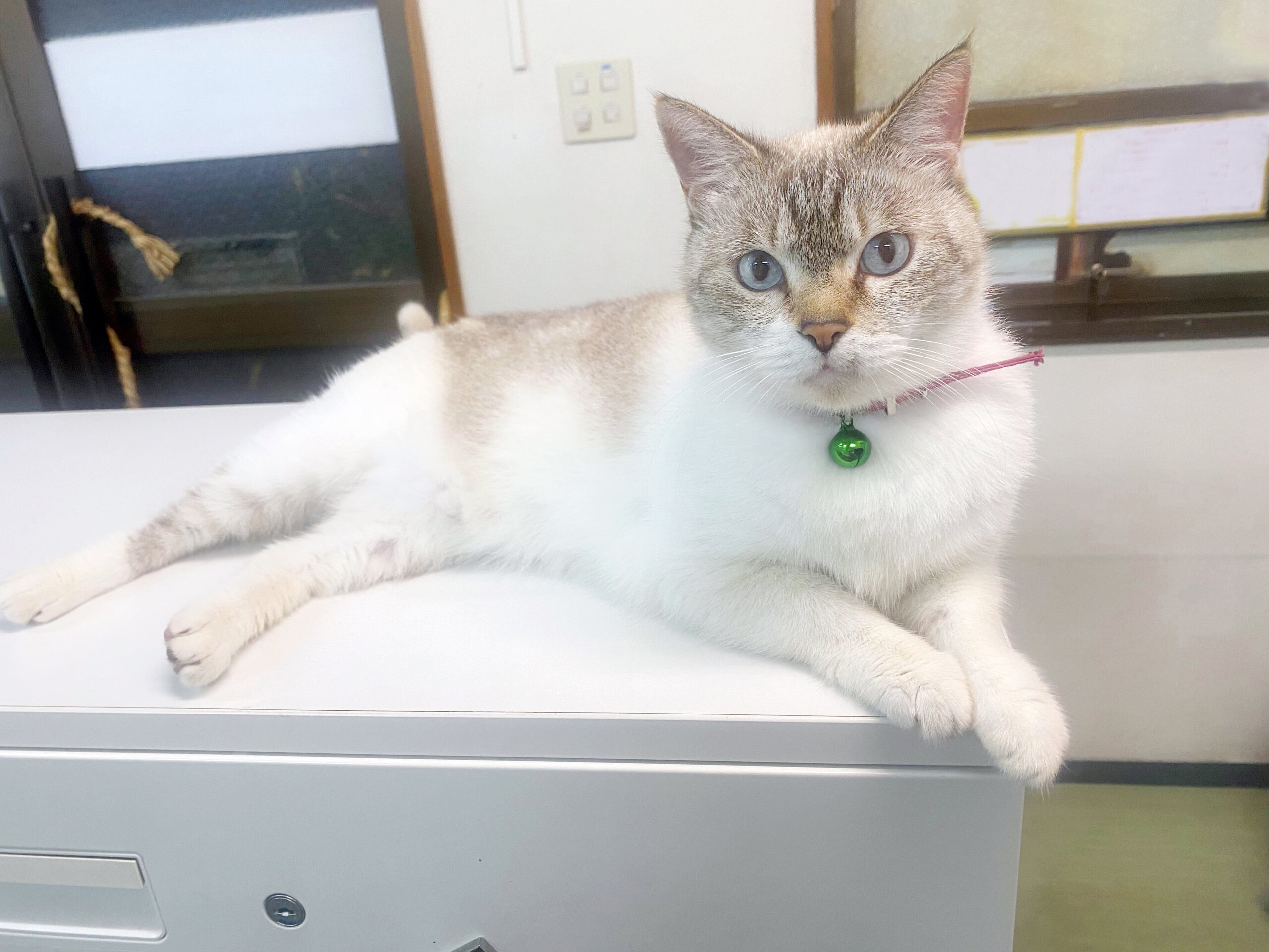 【11/30まで】急募！かわいい縞三毛ちゃんのおうちを探してます