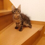 メインクーンの子猫