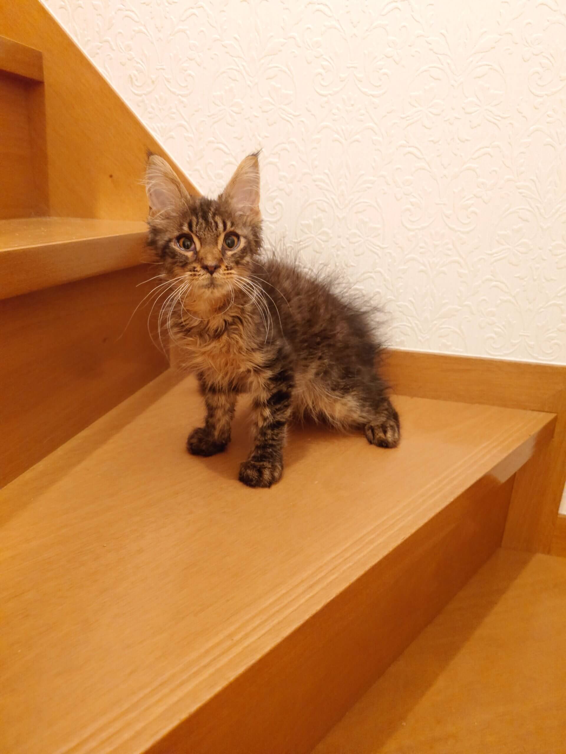 メインクーンの子猫