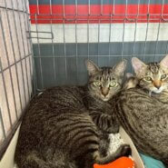 in春日井市☆子猫もいっぱい☆保護猫達を暖かいオウチに迎えよう☆2025年9月6日（土）～ 非営利団体「ちーむ にゃいんず」