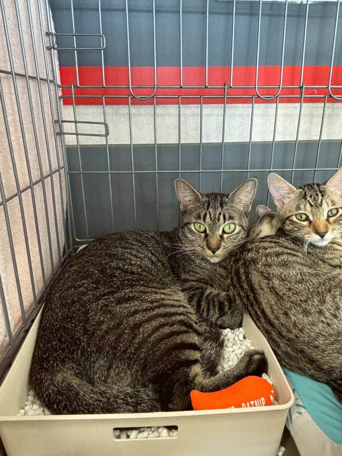 in春日井市☆子猫もいっぱい☆保護猫達を暖かいオウチに迎えよう☆2025年9月6日（土）～ 非営利団体「ちーむ にゃいんず」