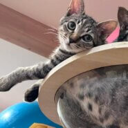 in岡崎市☆子猫もいっぱい☆保護猫達を暖かいオウチに迎えよう☆2025年9月6日（土）～ 非営利団体「ちーむ にゃいんず」