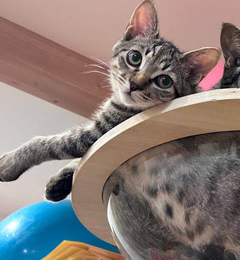 in岡崎市☆子猫もいっぱい☆保護猫達を暖かいオウチに迎えよう☆2025年9月6日（土）～ 非営利団体「ちーむ にゃいんず」