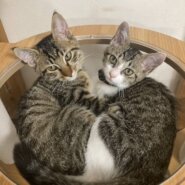 in江南市☆子猫がいっぱい☆保護猫達をオウチに迎えよう☆2025年9月14日（日）～ 非営利団体「ちーむ にゃいんず」