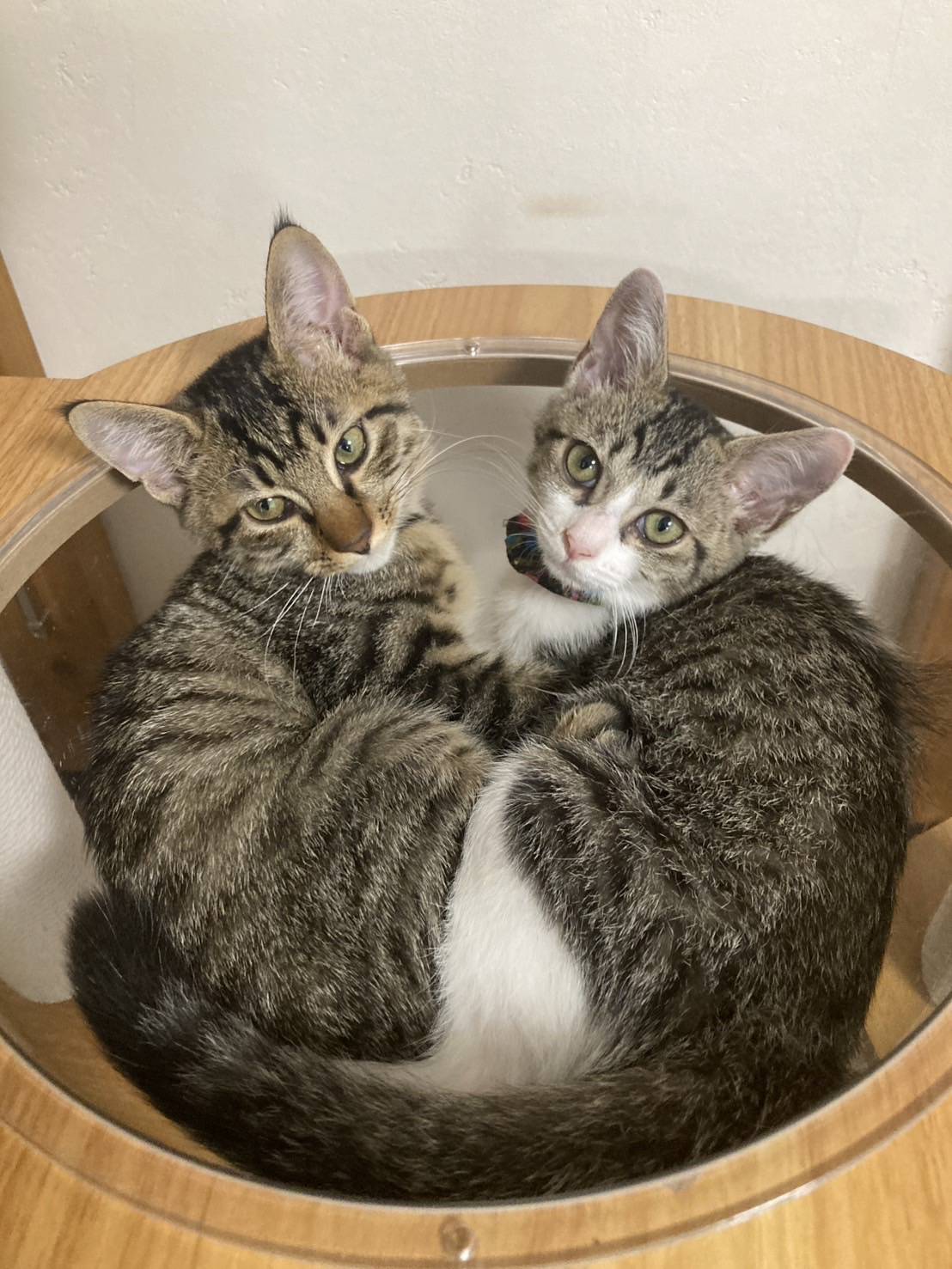 in江南市☆子猫がいっぱい☆保護猫達をオウチに迎えよう☆2025年9月14日（日）～ 非営利団体「ちーむ にゃいんず」