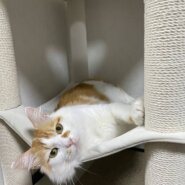 in名古屋市☆子猫もいっぱい☆保護猫達をオウチに迎えよう☆2025年9月14日（日）～ 非営利団体「ちーむ にゃいんず」