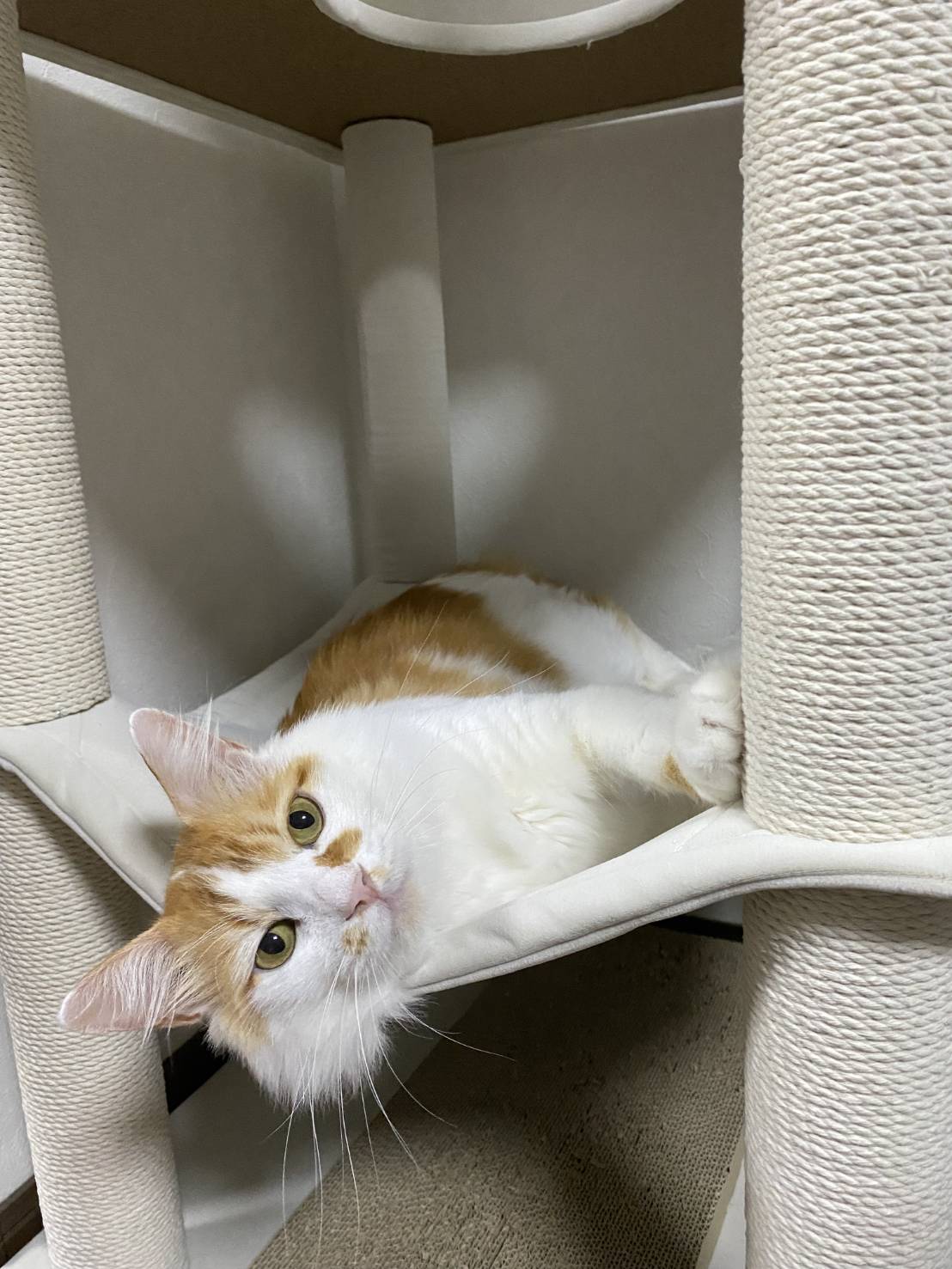 in名古屋市☆子猫もいっぱい☆保護猫達をオウチに迎えよう☆2025年9月14日（日）～ 非営利団体「ちーむ にゃいんず」