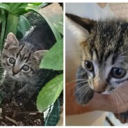 生後2ヶ月未満の子猫の男の子