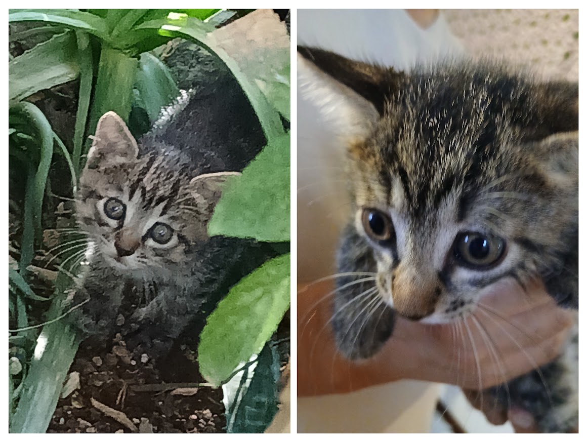 生後2ヶ月未満の子猫の男の子