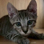 in岡崎市☆子猫もいっぱい☆保護猫達をオウチに迎えよう☆2025年9月15日（祝）～ 非営利団体「ちーむ にゃいんず」