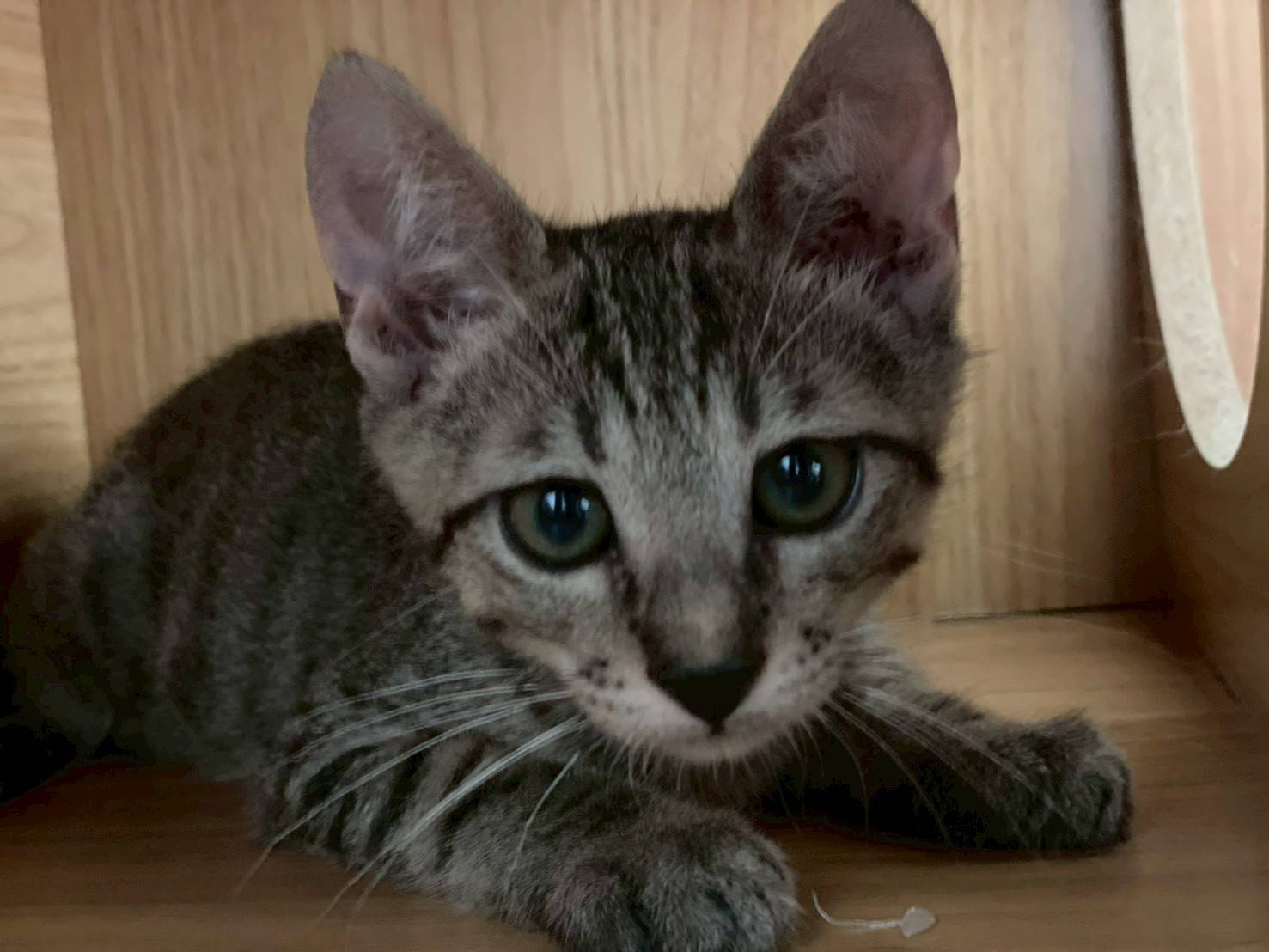 in岡崎市☆子猫もいっぱい☆保護猫達をオウチに迎えよう☆2025年9月15日（祝）～ 非営利団体「ちーむ にゃいんず」