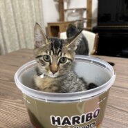 in岡崎市☆子猫もいっぱい☆保護猫達を暖かいオウチに迎えよう☆2025年9月20日（土）～ 非営利団体「ちーむ にゃいんず」