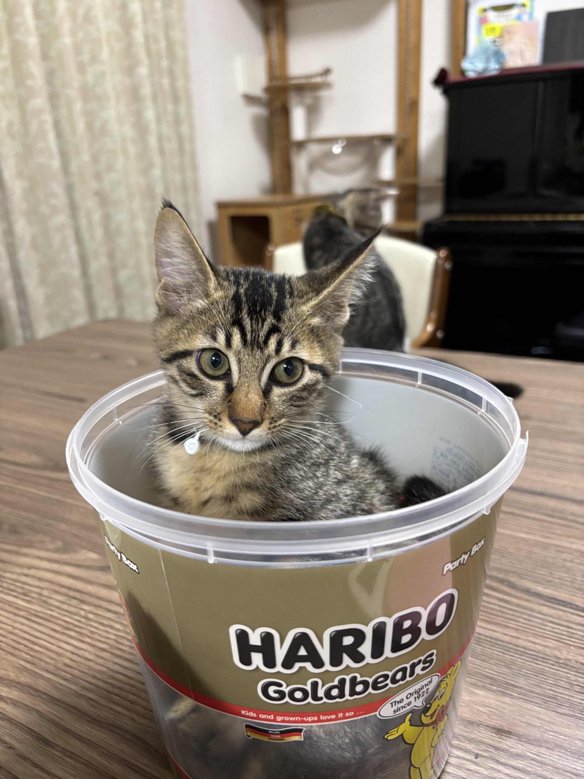 in岡崎市☆子猫もいっぱい☆保護猫達を暖かいオウチに迎えよう☆2025年9月20日（土）～ 非営利団体「ちーむ にゃいんず」