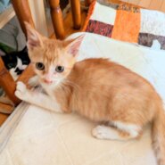 in春日井市☆子猫もいっぱい☆保護猫達を暖かいオウチに迎えよう☆2025年9月27日（土）～ 非営利団体「ちーむ にゃいんず」