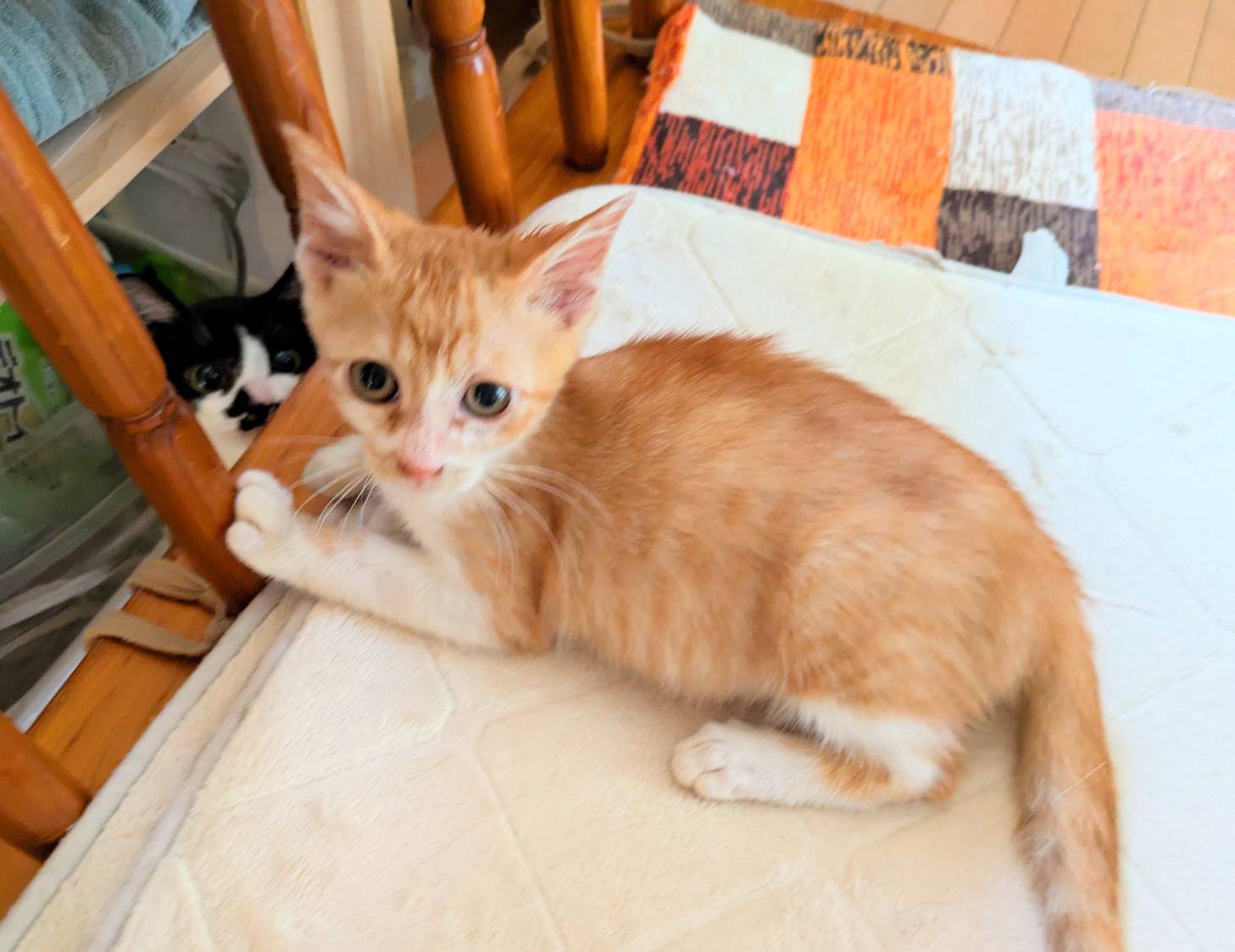 in春日井市☆子猫もいっぱい☆保護猫達を暖かいオウチに迎えよう☆2025年9月27日（土）～ 非営利団体「ちーむ にゃいんず」