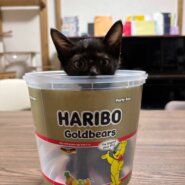 in江南市☆子猫がいっぱい☆保護猫達をオウチに迎えよう☆2025年9月28日（日）～ 非営利団体「ちーむ にゃいんず」