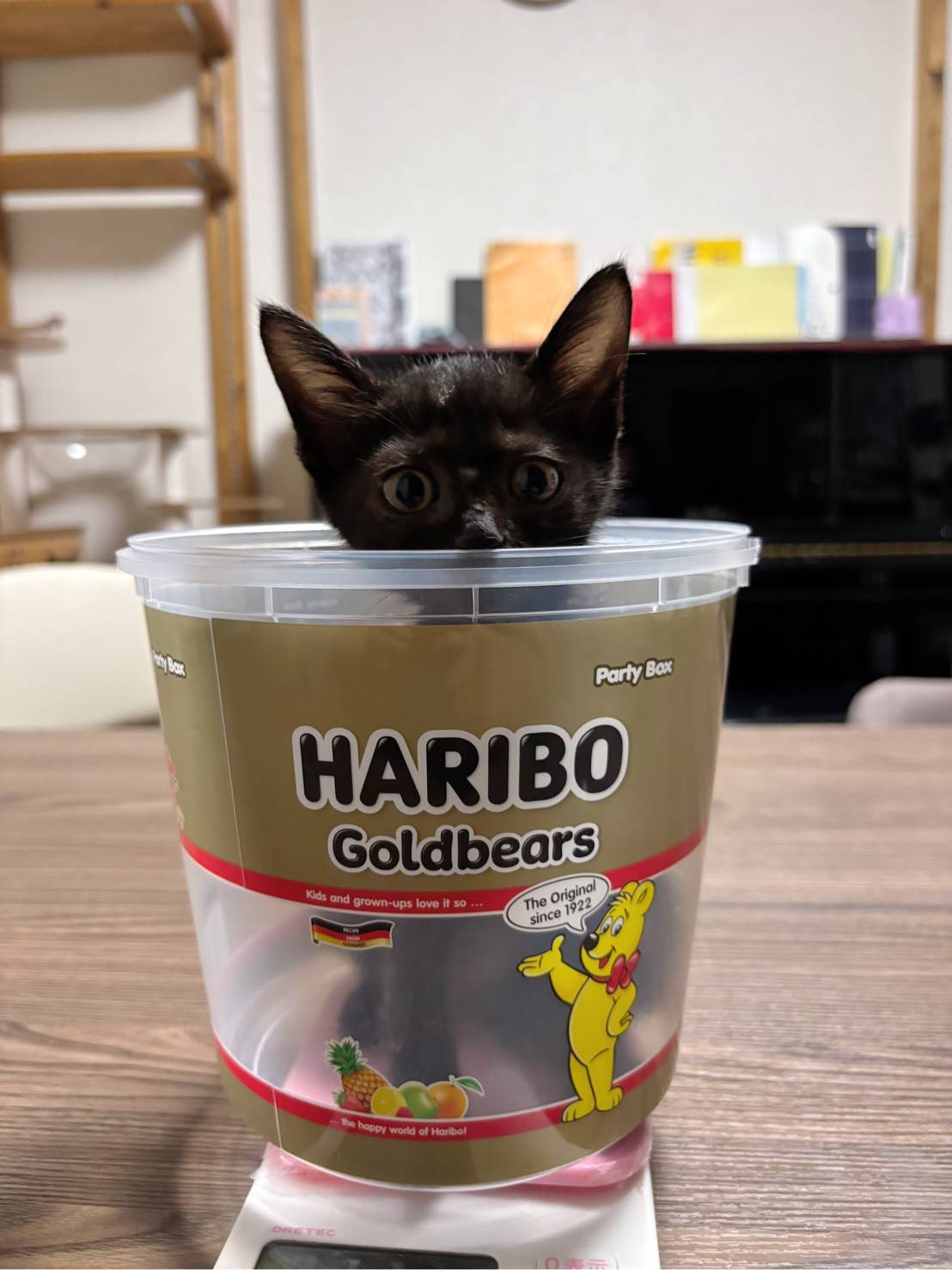 in江南市☆子猫がいっぱい☆保護猫達をオウチに迎えよう☆2025年9月28日（日）～ 非営利団体「ちーむ にゃいんず」