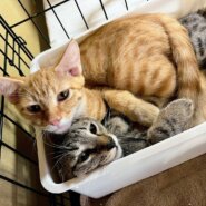 in春日井市☆子猫もいっぱい☆保護猫達を暖かいオウチに迎えよう☆2025年10月4日（土）～ 非営利団体「ちーむ にゃいんず」