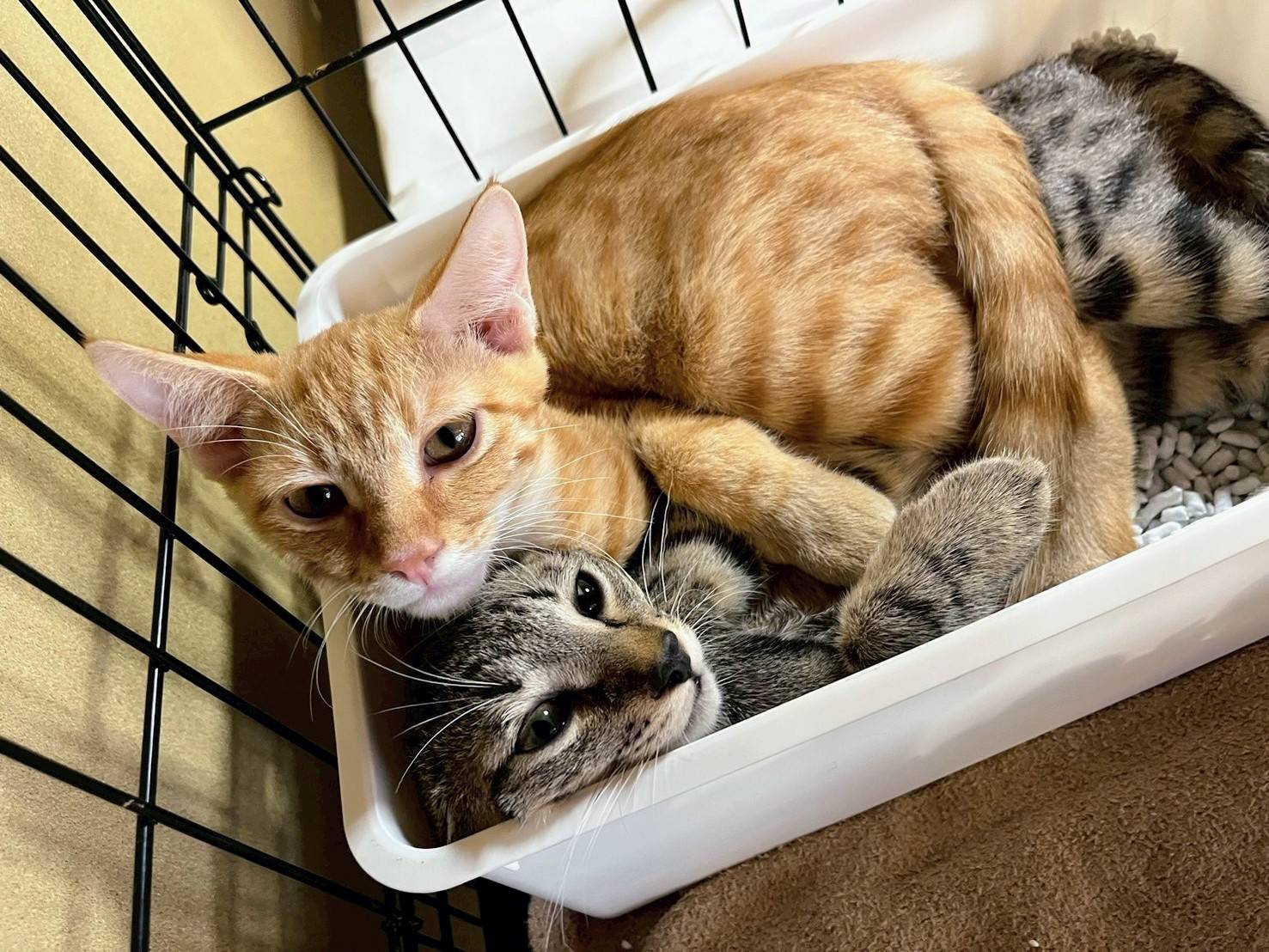 in春日井市☆子猫もいっぱい☆保護猫達を暖かいオウチに迎えよう☆2025年10月4日（土）～ 非営利団体「ちーむ にゃいんず」