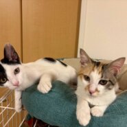 in岡崎市☆子猫もいっぱい☆保護猫達を暖かいオウチに迎えよう☆2025年10月4日（土）～ 非営利団体「ちーむ にゃいんず」