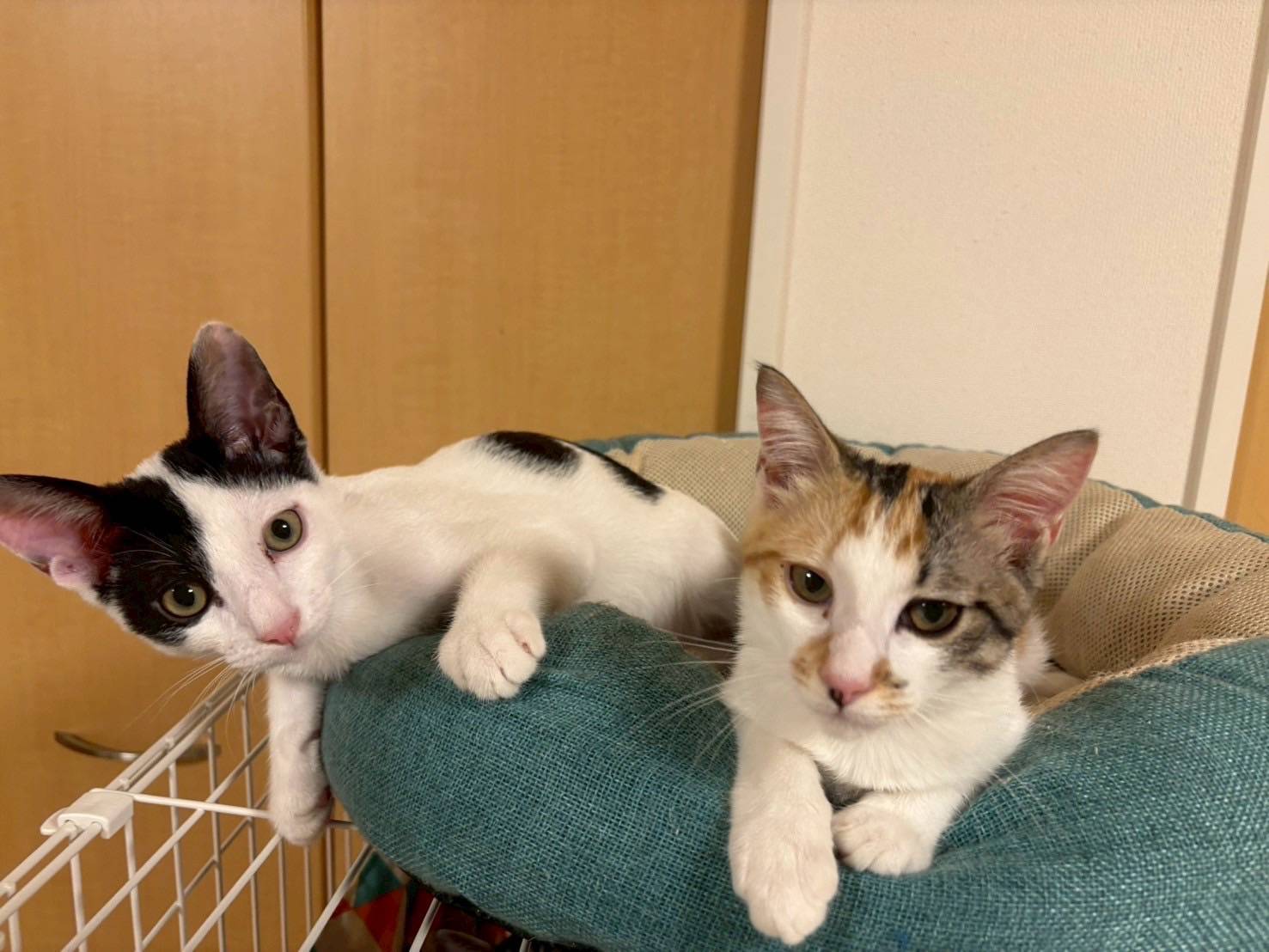 in岡崎市☆子猫もいっぱい☆保護猫達を暖かいオウチに迎えよう☆2025年10月4日（土）～ 非営利団体「ちーむ にゃいんず」