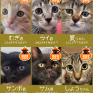 秋の28匹子猫まつり★みよし市