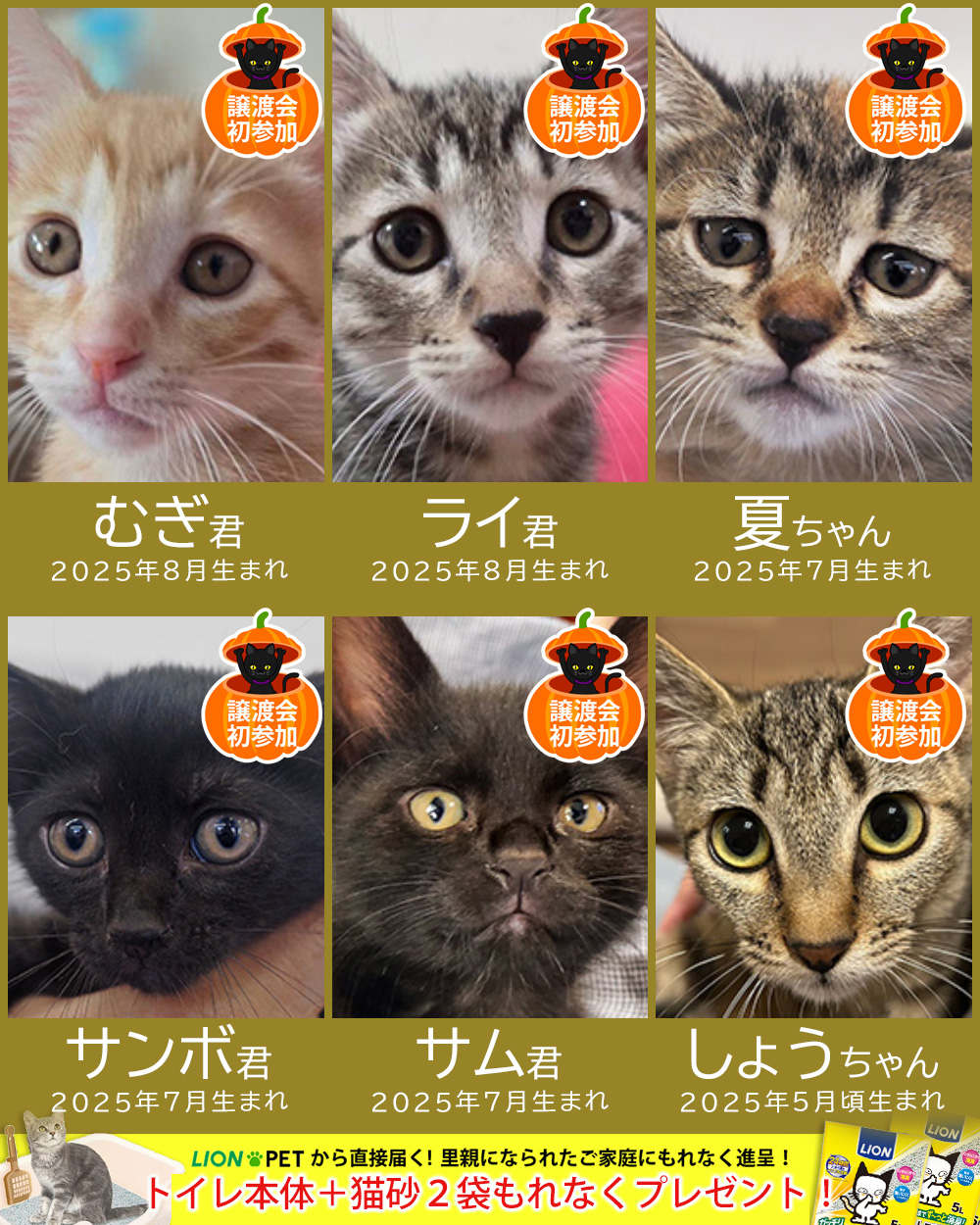 秋の28匹子猫まつり★みよし市