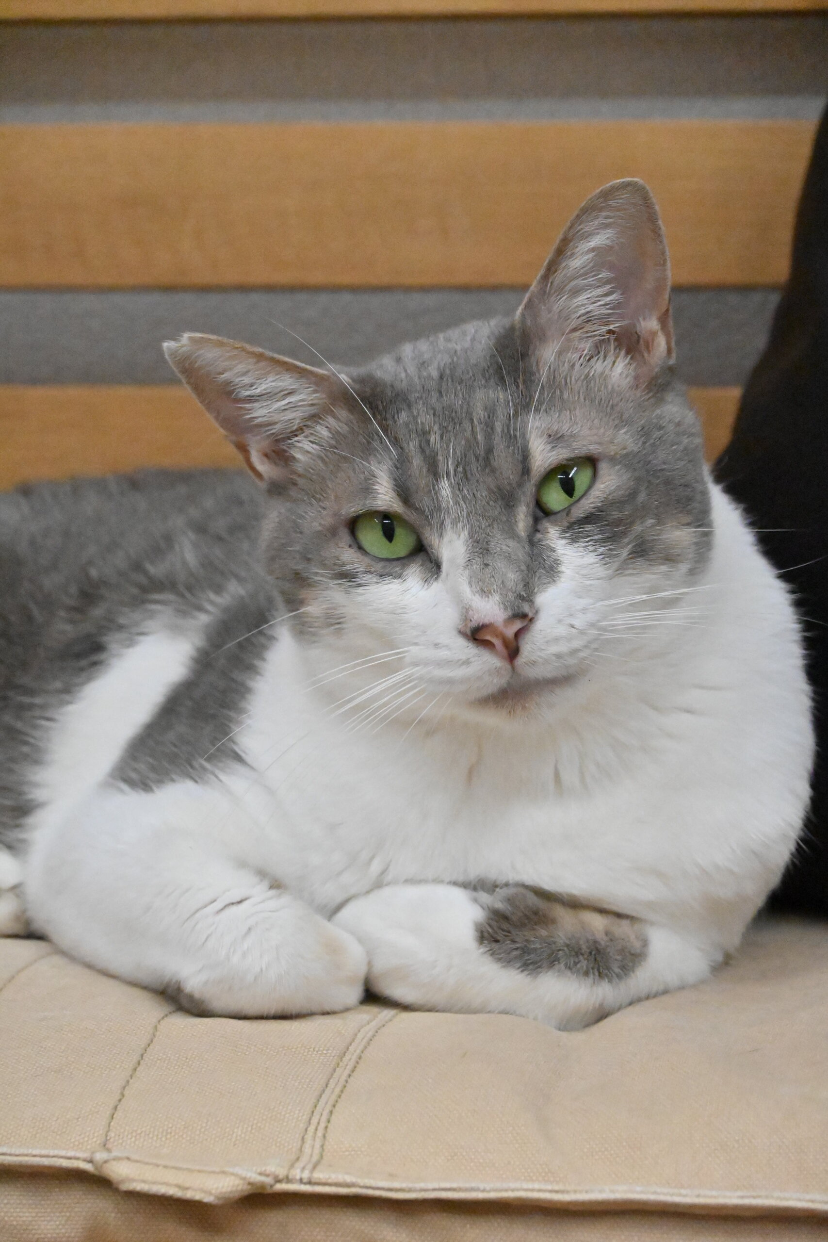 キュウ：リラックスした様子も見せるようになりました