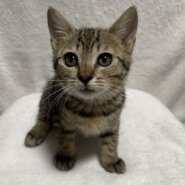 生後3ヶ月　人馴れした可愛い女の子