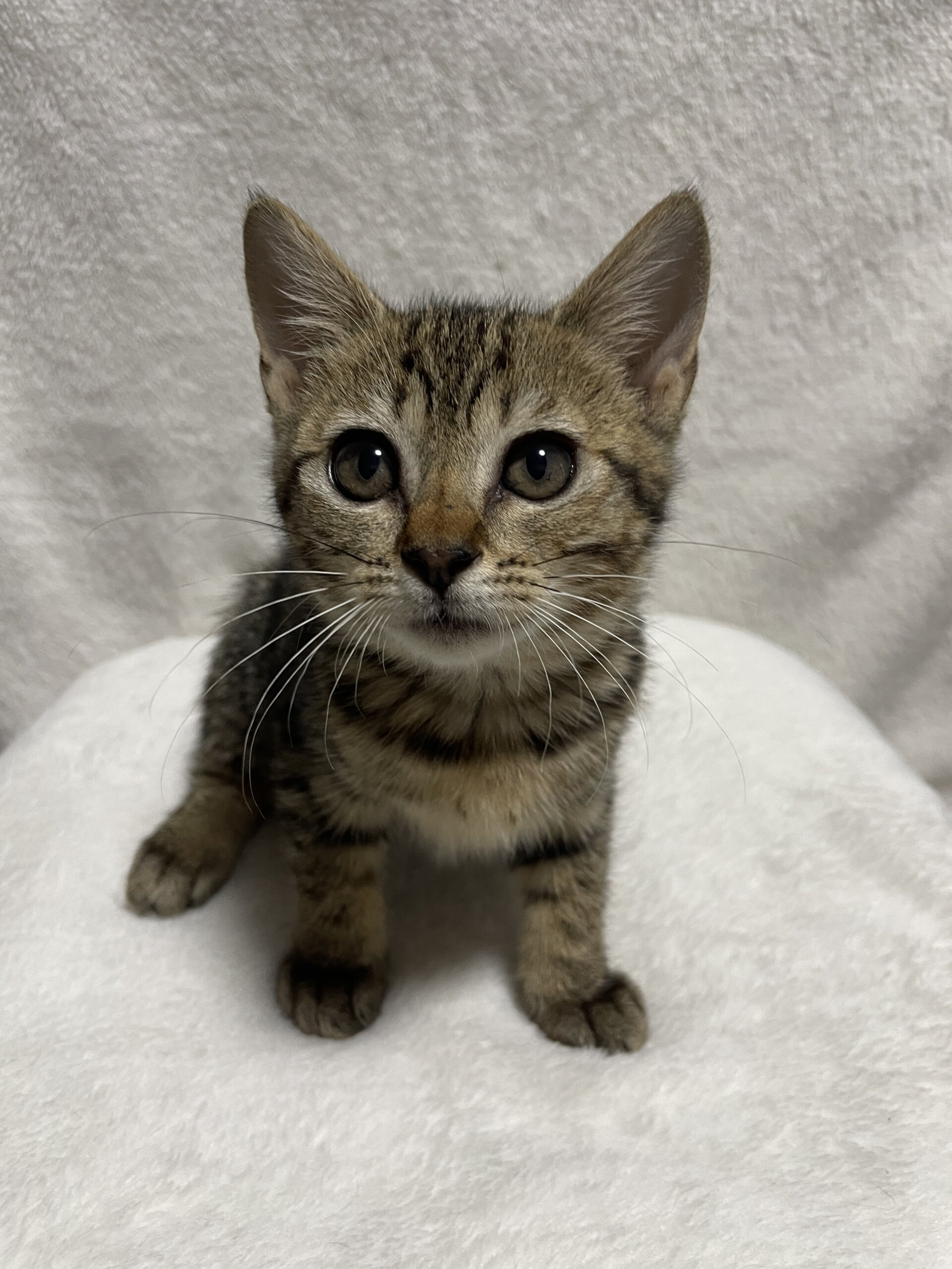 生後3ヶ月　人馴れした可愛い女の子