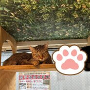 イカ耳がんもくん！