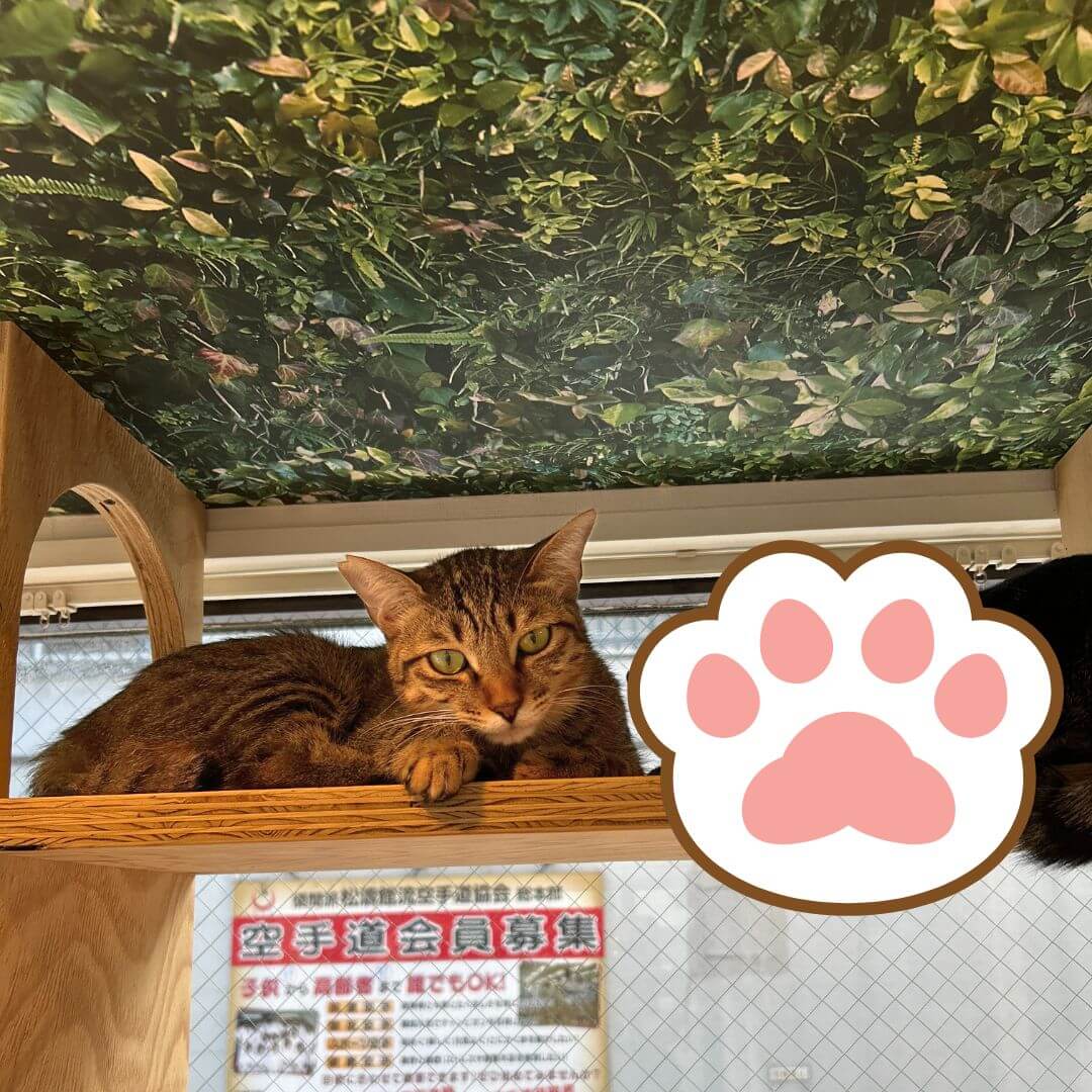 イカ耳がんもくん！