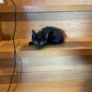 黒色の可愛い子猫を保護しました‼️