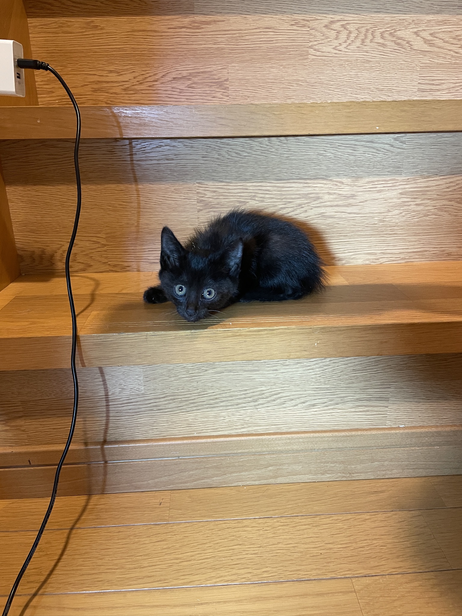 黒色の可愛い子猫を保護しました‼️