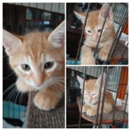 生後2ヶ月未満の子猫の男の子（チャトラ）