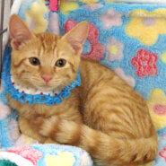 少しビビリで綺麗な茶トラ★翼(つばさ)くん３ヵ月半