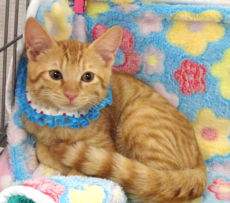 少しビビリで綺麗な茶トラ★翼(つばさ)くん３ヵ月半