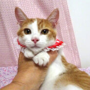 なれなれ♪少ない茶白女子★ルビーちゃん ３ヵ月半