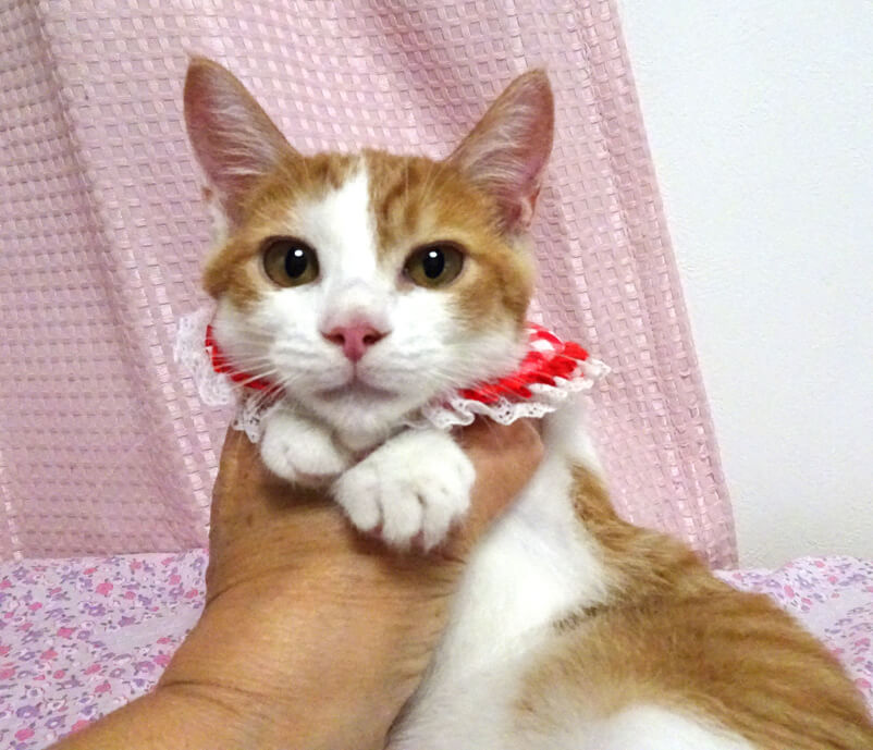 なれなれ♪少ない茶白女子★ルビーちゃん ３ヵ月半