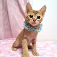 乳飲み子から育てた♪甘えた茶トラ★チロくん２カ月