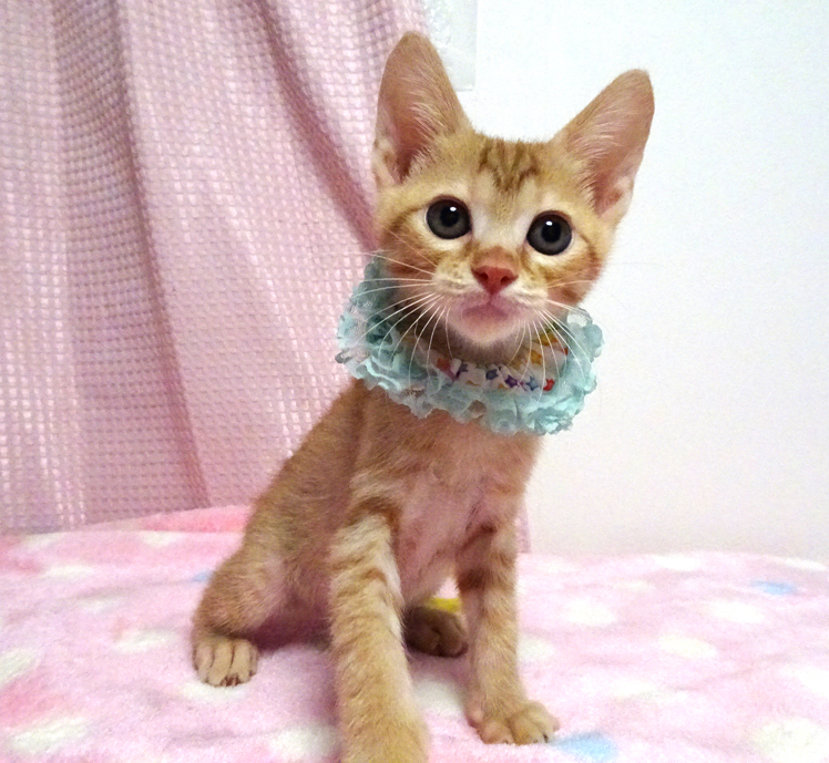 乳飲み子から育てた♪甘えた茶トラ★チロくん２カ月