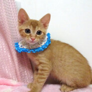 乳飲み子から育てた♪甘えた茶トラ★ピノくん２カ月