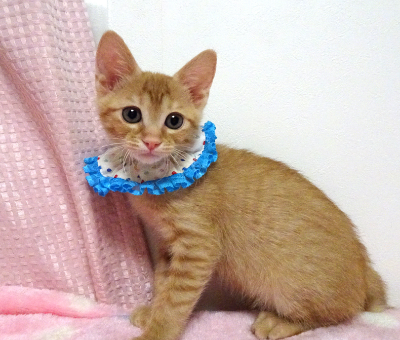 乳飲み子から育てた♪甘えた茶トラ★ピノくん２カ月