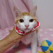 なれなれ♪少ない茶白女子★ヨーコちゃん ３ヵ月