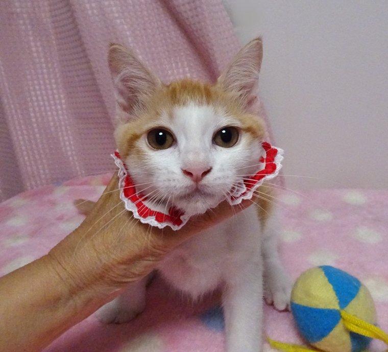 なれなれ♪少ない茶白女子★ヨーコちゃん ３ヵ月